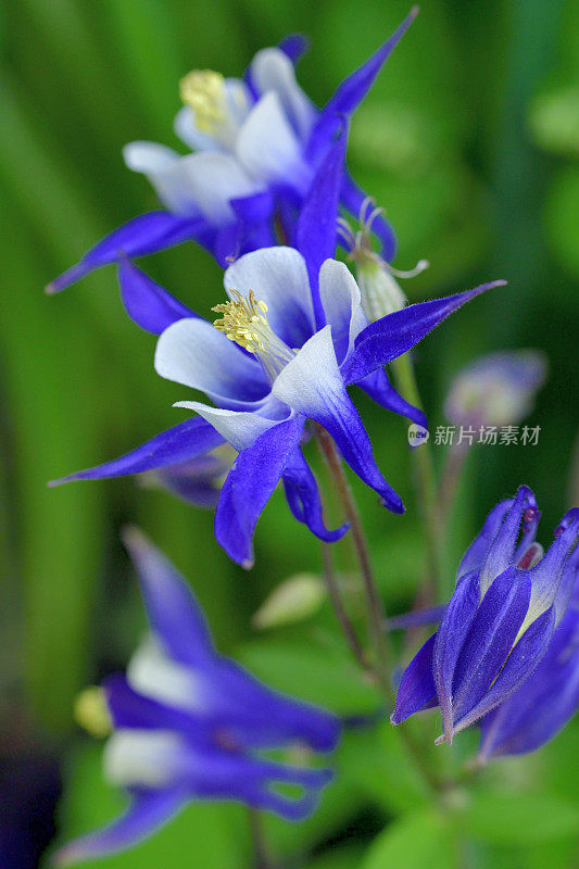 水仙花/耧斗菜花